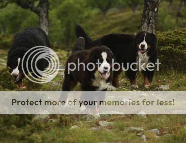 photo 1ac4efad-eca1-45f0-a0a8-bf059c7ec74f_zpsb0fc7c81.jpg