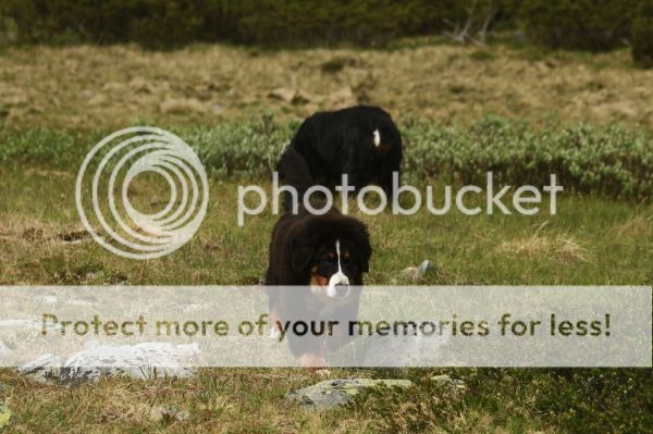 photo 57abc017-0d41-4747-9e55-4caf774b336d_zps3a68e3e5.jpg