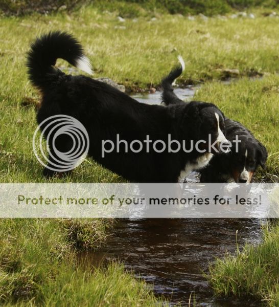 photo 9baf09a0-080a-4855-b25c-4abfd709aea9_zpsc6f729ab.jpg