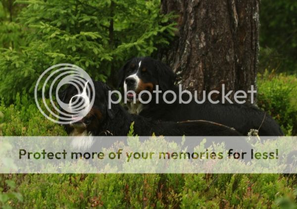 photo ad915b3a-a2f4-4eb2-a7bf-6ef3e79aa3f1_zpsdc93d449.jpg