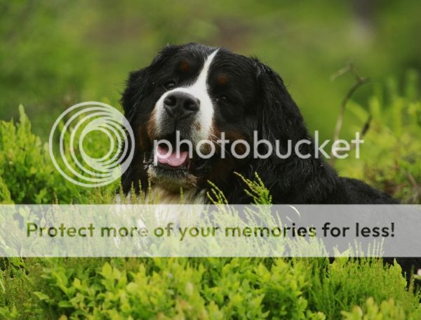 photo e2acc29f-ebb2-47cd-8c61-9b59c49555f9_zpsba3647a3.jpg