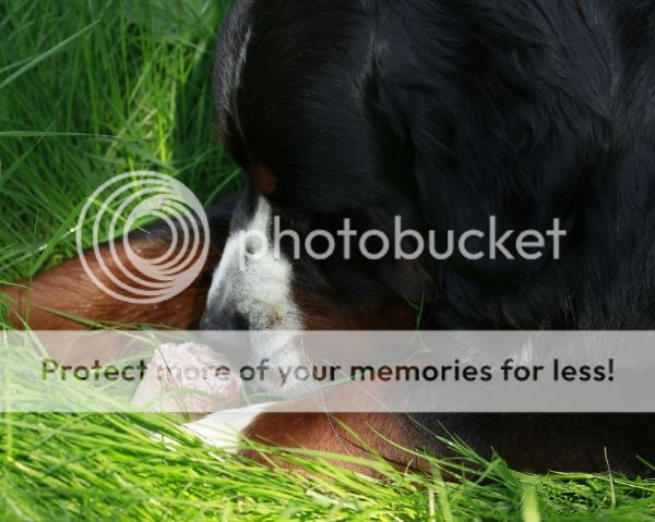 photo d2fba270-56af-4c55-bf98-fab768a15ddd_zps57b3617b.jpg