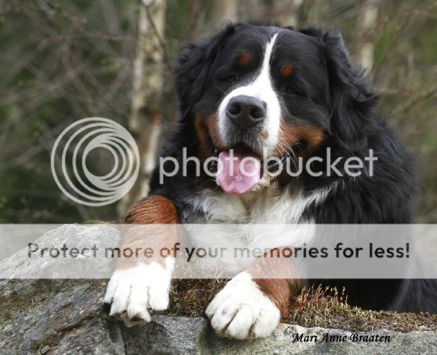 photo 1f5aa544-9ae4-4cfc-87a8-139499bb5d20_zpsffa0f911.jpg