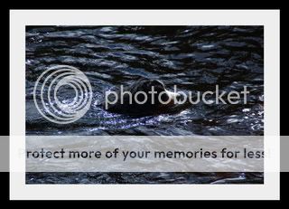 041-2-1.jpg picture by elgtun