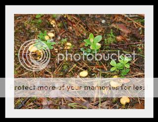 008-1-1.jpg picture by elgtun