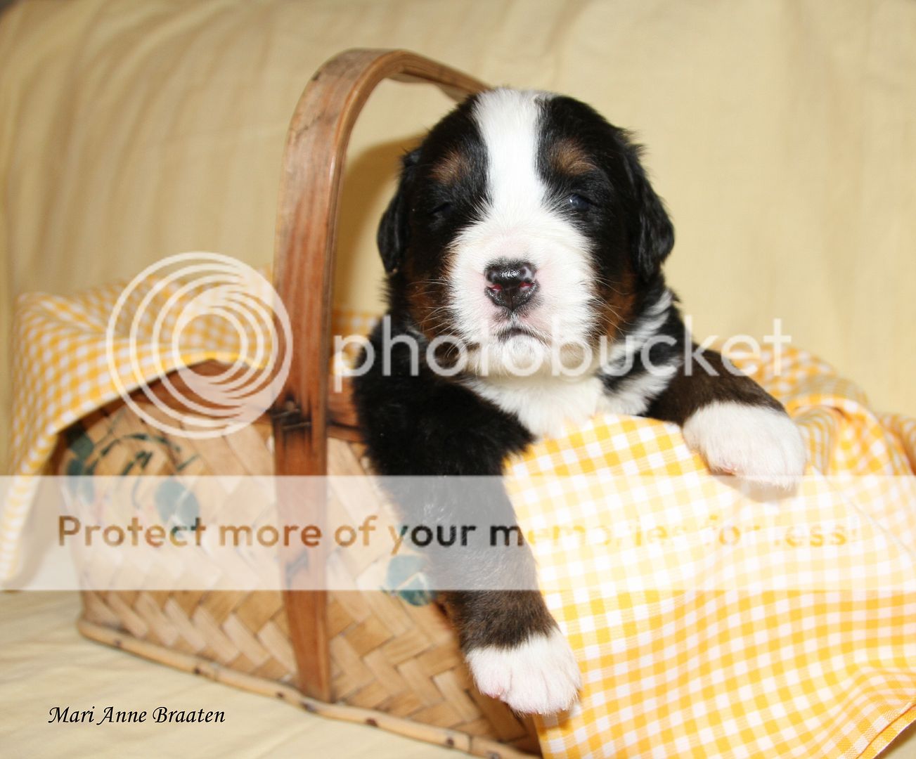 photo 033gutt2_zps15e0ae55.jpg
