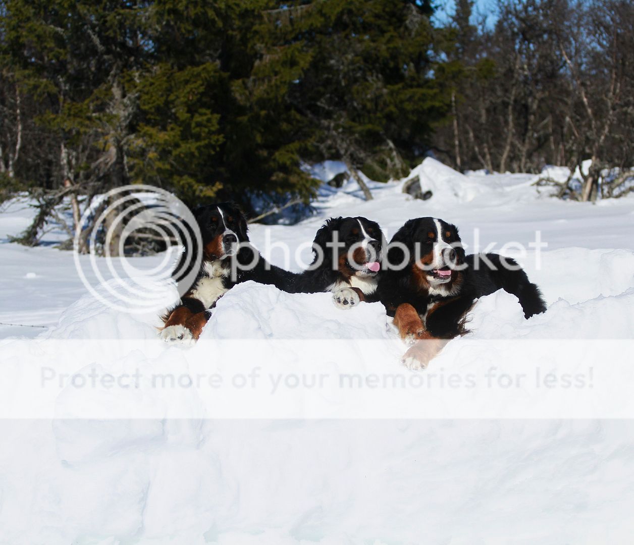 photo 020_zps8f95baa5.jpg