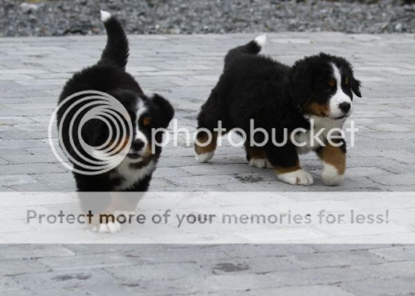 photo 28fdc5d7-56cc-4e3a-85c2-9ca7817ab6eb_zps334e2dee.jpg