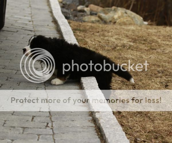 photo a9bbb9ae-f164-47e3-a015-3dc3f307c2a2_zpsc14550f7.jpg