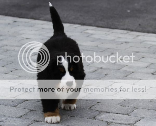 photo b4c1e5f9-1bdb-40c4-95b8-f61a050bf562_zps189e5efd.jpg