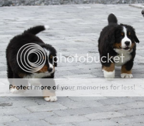 photo be379c44-5437-4a1e-98eb-e79339496182_zpsfce93b49.jpg