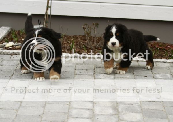 photo dbabf193-b150-4262-8901-7b4545c90648_zps5acaa622.jpg