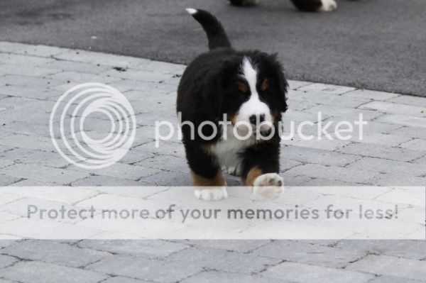 photo f7572a73-4ef1-45a4-ac50-4427a1ad8c56_zps0dd27d5f.jpg