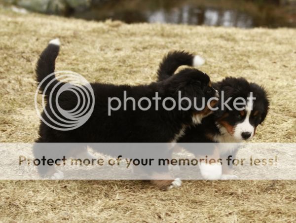 photo ffb47f6a-6c8b-4652-a7d5-5a2c031f4f2d_zps85391c70.jpg