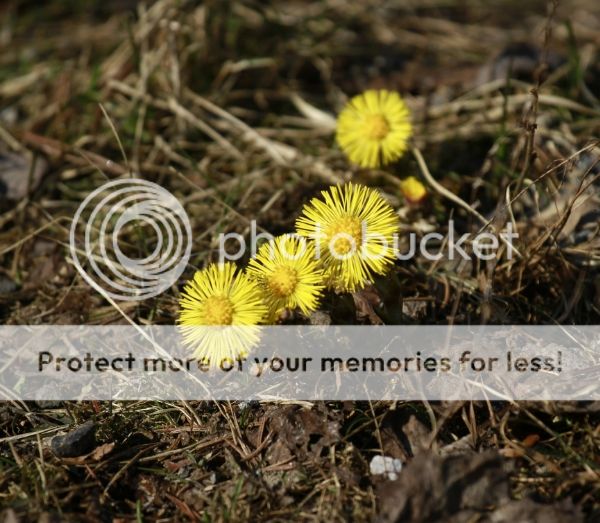 photo e56164f8-091d-4285-b716-9343c231195c_zpsde56a625.jpg