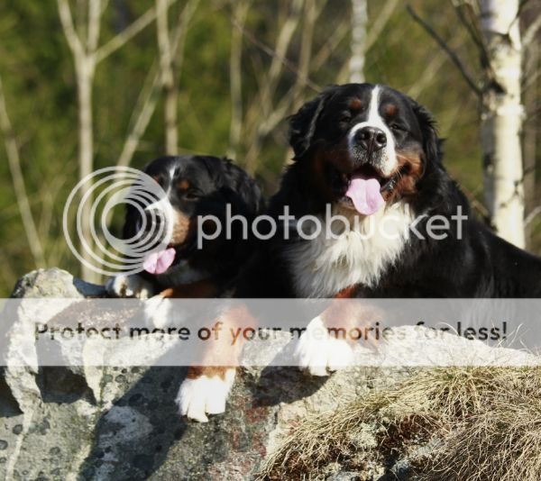 photo ed0e2248-89d7-4a72-86e0-526a8389efff_zpsd297092d.jpg