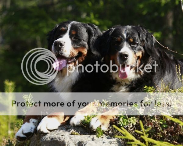photo
f7f2f96f-5fe3-4895-a317-9f0937be2cc3_zpse6b0d458.jpg