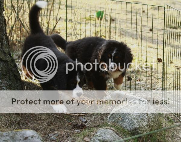 photo fdf15f2a-8740-4a95-a539-b1cf5b5e8328_zps8f84e592.jpg