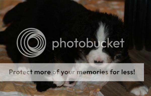 photo 346c8e0b-301d-4b0f-807d-12b97cf0c18c_zpsf8dbfdac.jpg