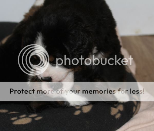 photo 8811fdee-82d2-4db6-9a75-f0f567fed0e4_zps72714de5.jpg