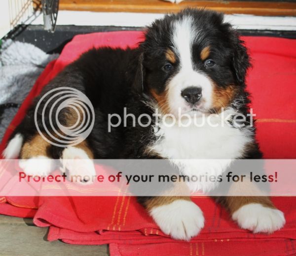 photo 61b30ace-f022-4c8b-9699-b13bb6280a9e_zps2c2ba8b9.jpg