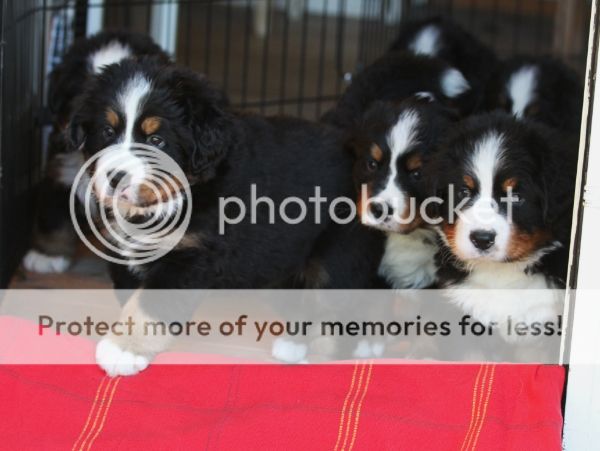 photo 86a637b6-2672-4046-bfca-b381a13280d2_zpsf3a5f31b.jpg