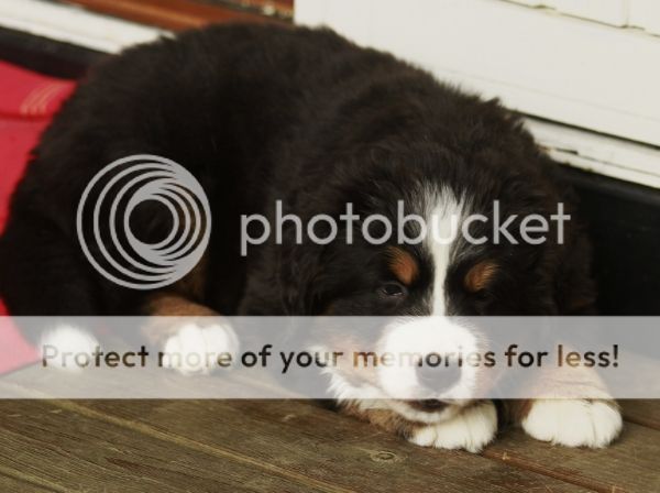 photo 96964695-a8ff-4b84-b9c2-0551c0f24f1d_zps09d96d74.jpg