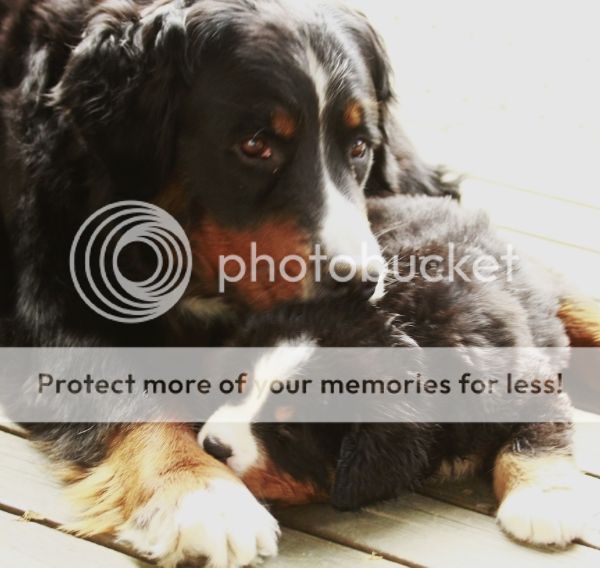 photo c2c55bea-048f-4799-bfa3-385e13872cc9_zps024dabec.jpg