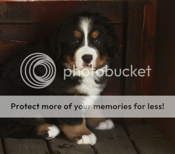 photo cea9fe13-9282-4b0d-9251-b9e1656ee93d_zps1d72f01a.jpg