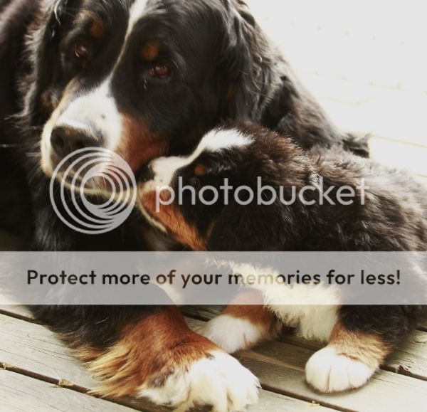 photo e7d4ba0b-884a-418f-9281-b8a676773256_zpsfd562f9b.jpg