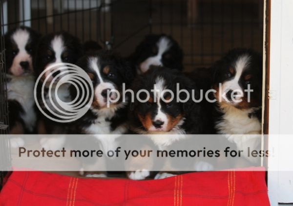 photo f6543f79-e7a2-4a24-bcce-33469acd7461_zpsb7b5ff9b.jpg