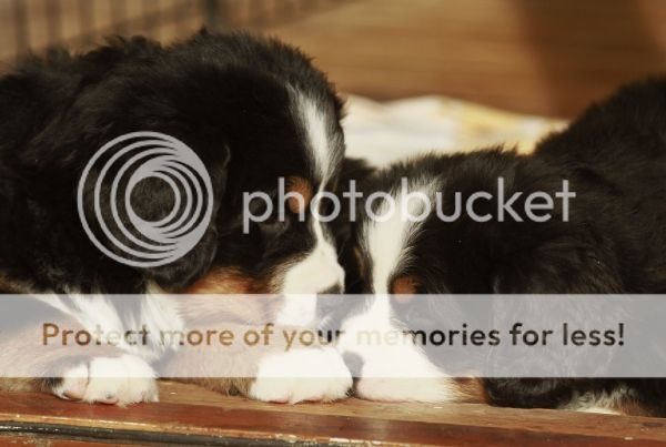 photo ff8cfb17-b002-4209-b1d5-ffcc4e4a4866_zps1c5fe273.jpg