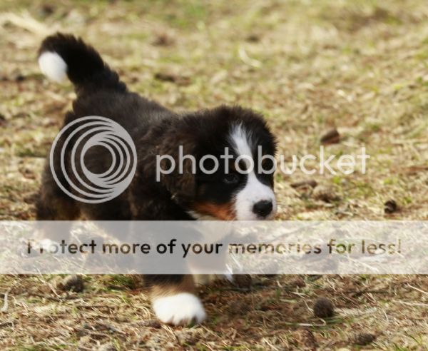 photo 4c5d3e0f-3ad6-43b7-8cea-4515810249f0_zpsc6994a70.jpg