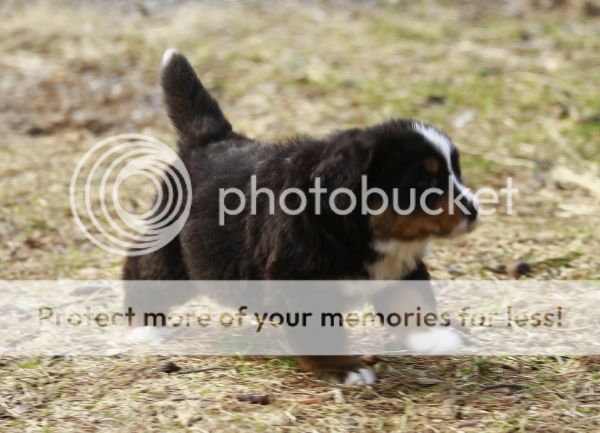 photo 6b20a21a-ffba-4bed-8f0a-1bf39af312d2_zps7c14fdf3.jpg