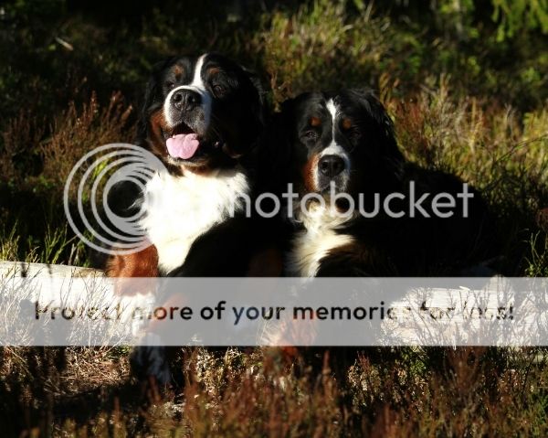 photo 40647ceb-1192-4850-b8f0-16941f4be4ed_zpshdzomsx3.jpg