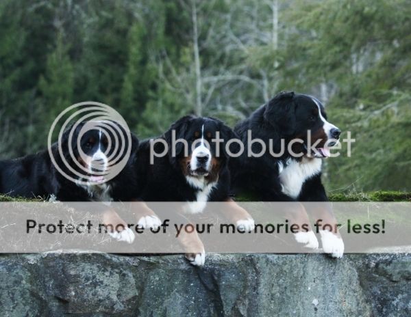 photo 7110d5e3-4036-4251-8605-e16d7d038e60_zpslwvy5xpi.jpg