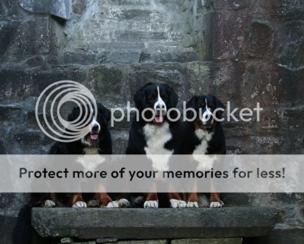 photo db1e8979-8c4a-4783-8410-fc4fee9a23b0_zpspud0o7fj.jpg
