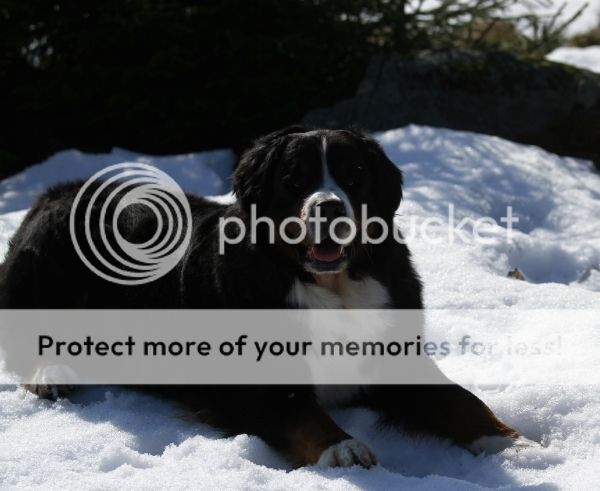 photo 4556a995-36ca-4cc9-be57-dbbc203eaae1_zpsw8agluf6.jpg