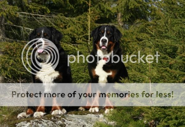 photo 8c8bdf59-043f-4d0b-ab6c-b39438a98b41_zpsgsqhfyyj.jpg