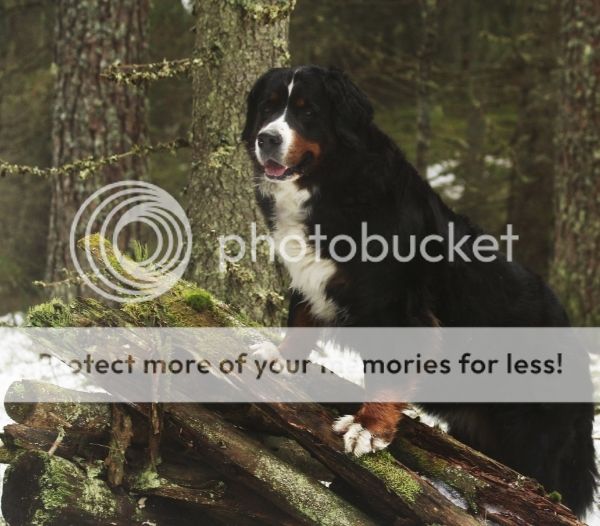 photo b949c2ad-69b4-465d-87dc-8be1c5e47edb_zpscr6gl8im.jpg