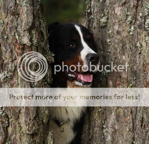 photo 4c5106cf-9862-4a9b-a98b-5471201ead6e_zpsgfm8sxm6.jpg