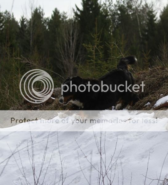 photo b36bc2ba-3903-4438-9240-85d968736091_zpsbttd6b9j.jpg