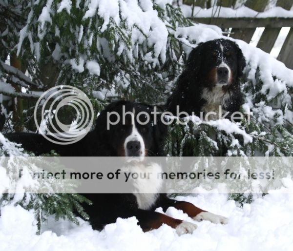 photo e42cd1f9-2444-4ee7-8660-2d01c6a6e203_zpsukv4ud3s.jpg