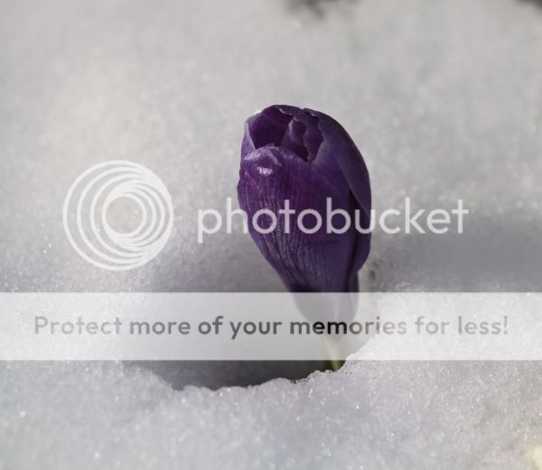 photo 028ba1d6-08f5-498a-8b67-f994b0b1fb67_zpsltnfxmkb.jpg