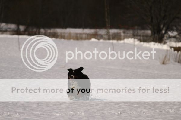 photo 0b23bf5c-7f72-40f3-a0c1-12d00839a5a4_zpsoskou91q.jpg