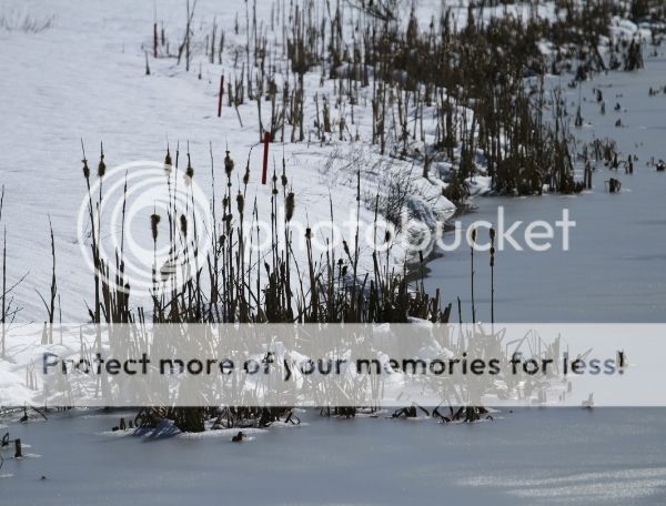 photo 47c321b5-70c0-4847-b20e-58012ab4c64f_zpseqkvobmb.jpg