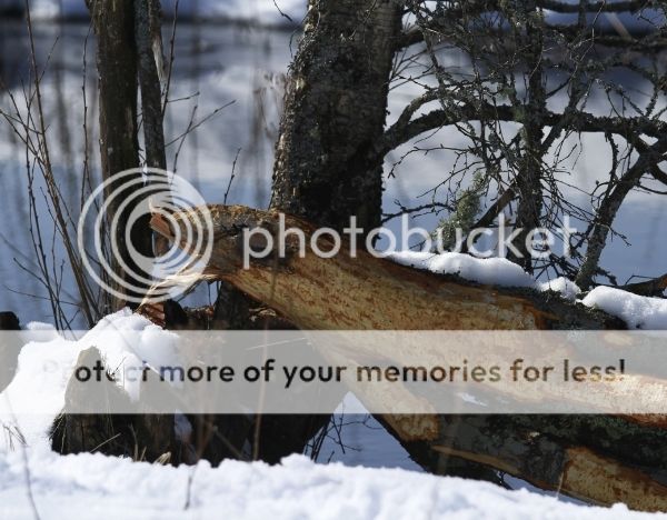 photo af0dce0d-6b96-401b-9e4e-108528db7a62_zps9hiwfkop.jpg
