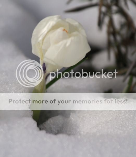 photo b98b4c88-be5d-4138-ac4f-941ed389e1b8_zpsbqbry3qt.jpg