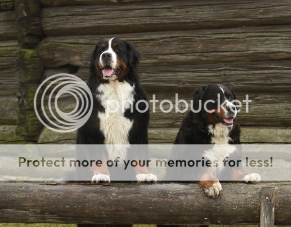 photo 6dc01db8-4e5e-460c-9b9e-c8d82d2596d3_zpshyzqqtoz.jpg