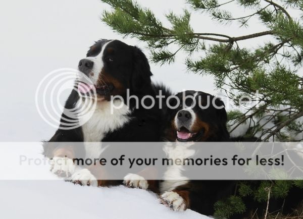 photo e43d3fd8-0afa-46ce-9778-59aa1cdfd8c4_zpscrwvvg8z.jpg